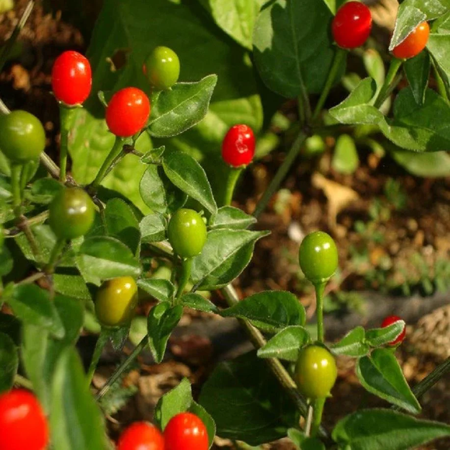 Chiltepin "Bird" Pepper Seed Pack