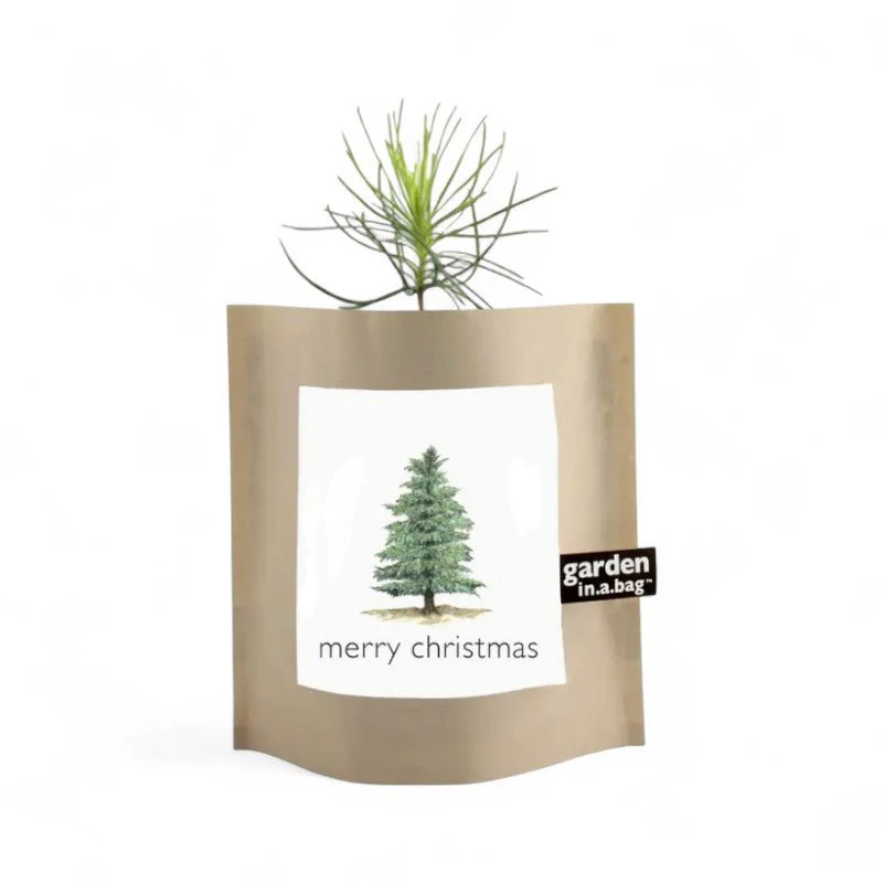 Christmas Tree Grow Kit - Image 2
